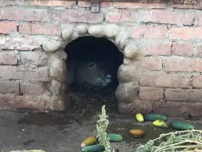 Страусиное ранчо - 43