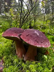 Фрегат - 37
