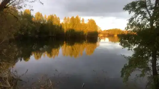 Гнездо - 43