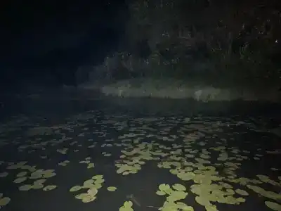 Лесные дали - 6