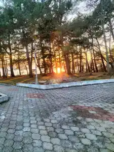 Сосновый - 39