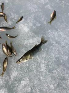 ЭкоОстров - 85