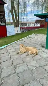 База отдыха у Василича - 22