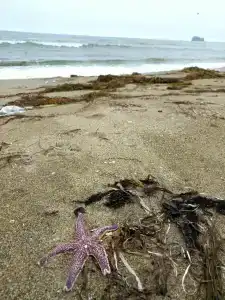 Зелёная полянка - 42