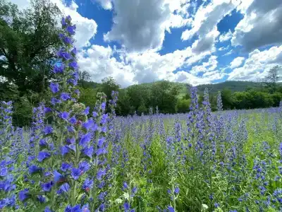 Кук-Караук - 7