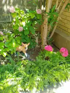 Мини отель Асхо - 17