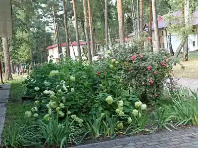 Надзея - 17
