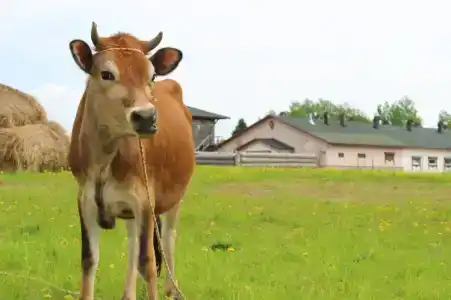 Елизарово - 39