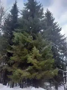Газовик - 22