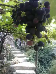 Замок грез - 61