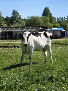Костин двор - 20