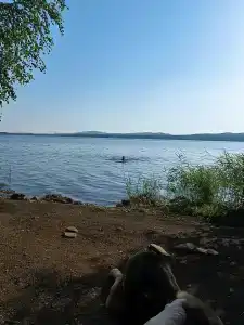 Акуля - 14