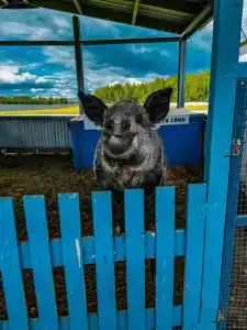 Александровский спас - 62