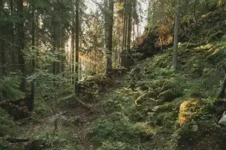 Villy Uley Karelia (Вили Улей Карелия) - 10