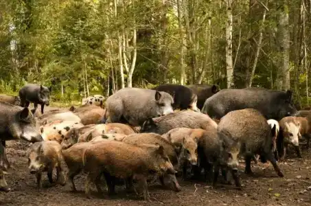 Заповедный край - 11