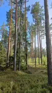 Рябинушка - 26