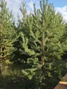 ForestHouse Лесной домик - 62