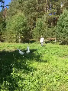 Блэк пайн - 12