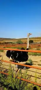 Страусиная ферма Экзотик - 87