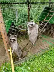 Высоковское - 40