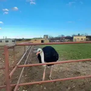 Страусиная ферма Экзотик - 27