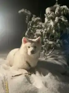 Усадьба на Шамокше - 55