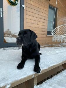 На-Поле-Он - 73