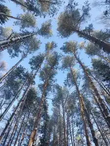 СмородинаХаус - 97