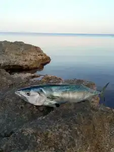 Занзибар - 10