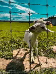 Александровский спас - 23