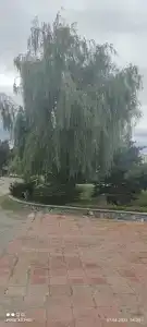 Созвездие Льва - 19