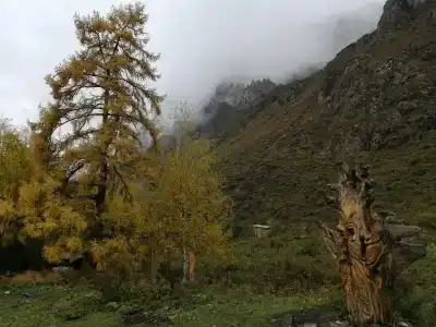 Чечкыш - 31