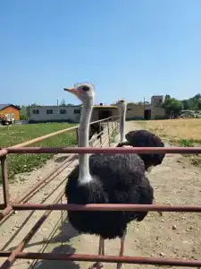 Страусиная ферма Экзотик - 59