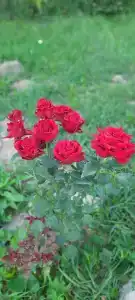 Кук-Караук - 37