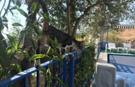 Lavanta Butik Otel Turunc - 19