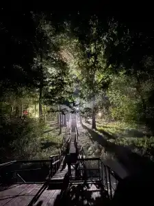 Лесные дали - 5