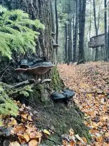 Устиново - 4