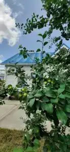 Гандурино - 32