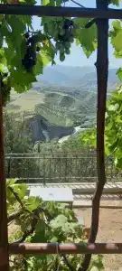 Пение птиц - 33