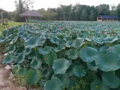 Хуторок - 6