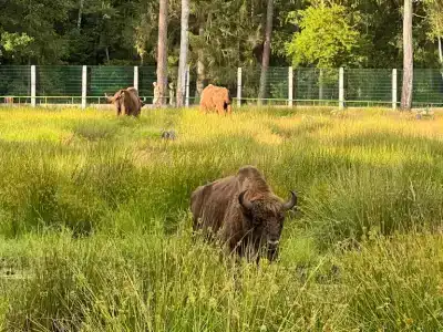 Беловежская пуща. №2 - 3