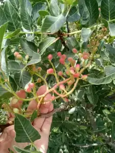 Лиманчик - 72