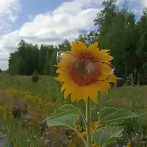 Домик в лесу - 92