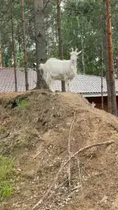 Усадьба на Шамокше - 63