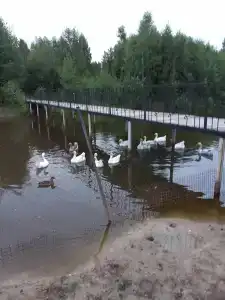 База отдыха Некрасовские Дачи - 77