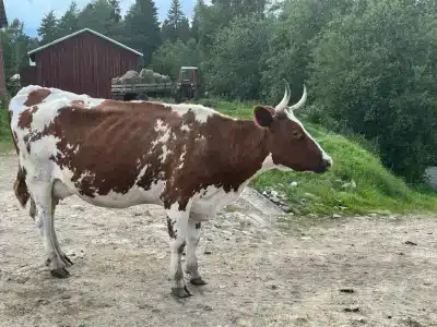 Вечера на Хуторе - 3