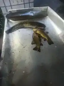 Рыбалка на Юдинках - 30