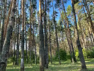 Белые бугры - 61
