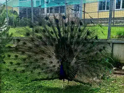 Черные камни - 59