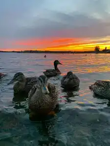 Длинный берег - 25